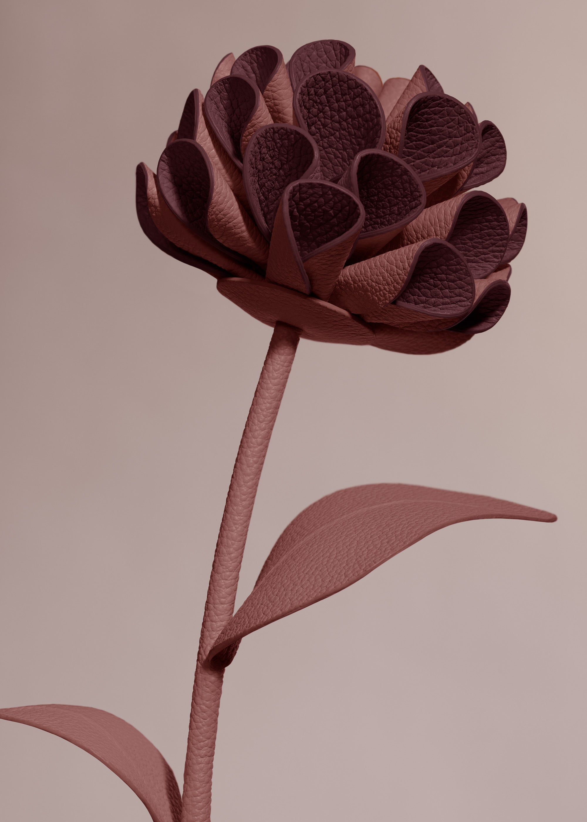 Polène | フラワー - Dalium - ライラック